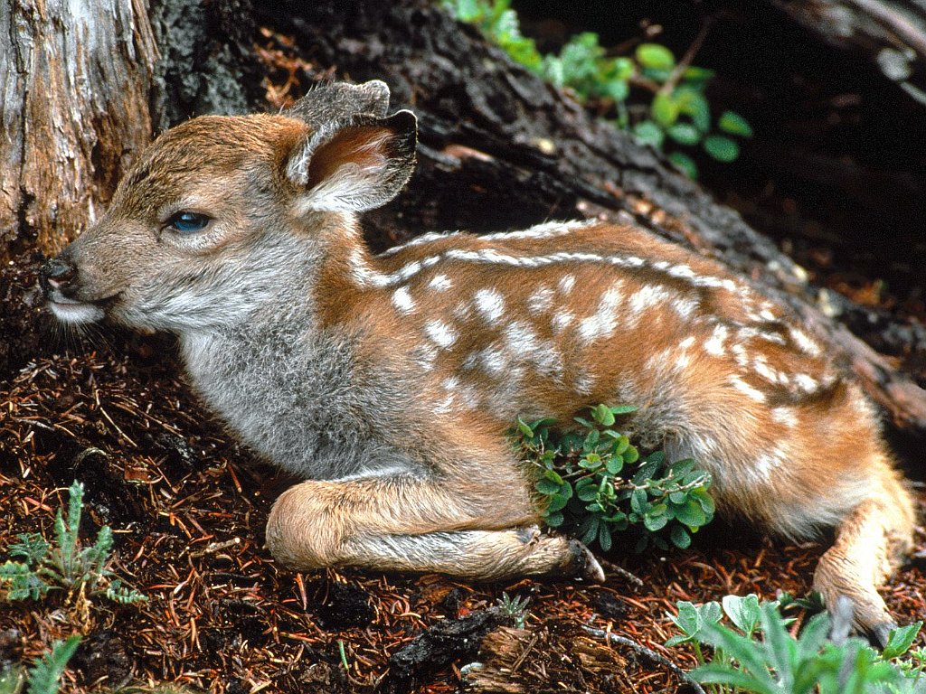 Black-tailed Deer Fawn, Olympic National Park, Washington